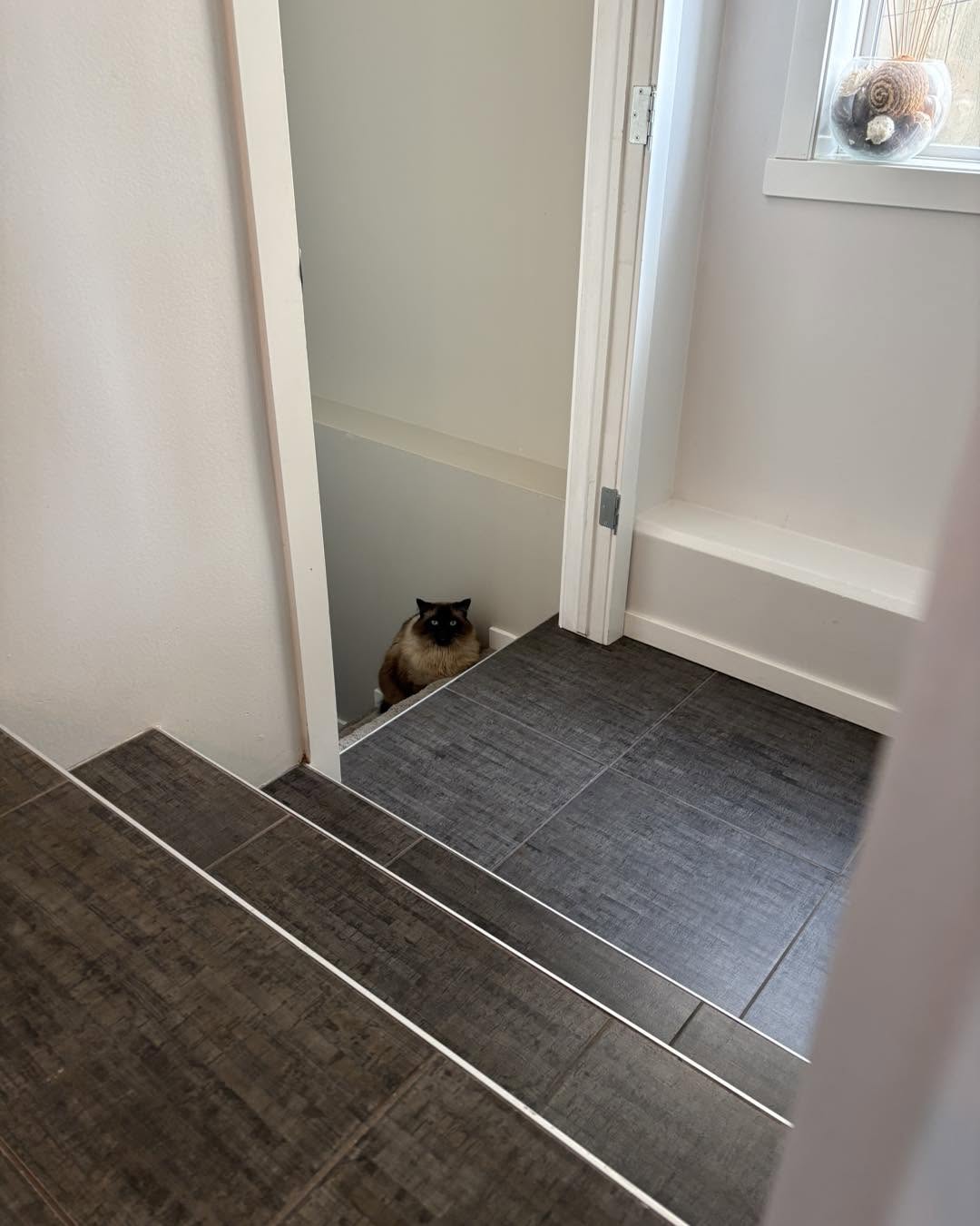 Pet enjoying fresh home surroundings