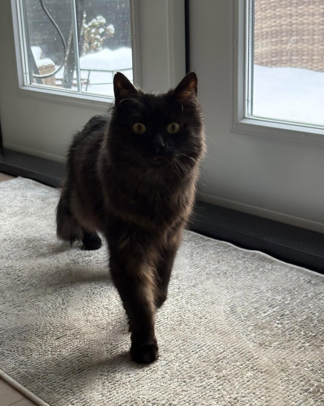 Well-cared for pet resting in clean bedroom