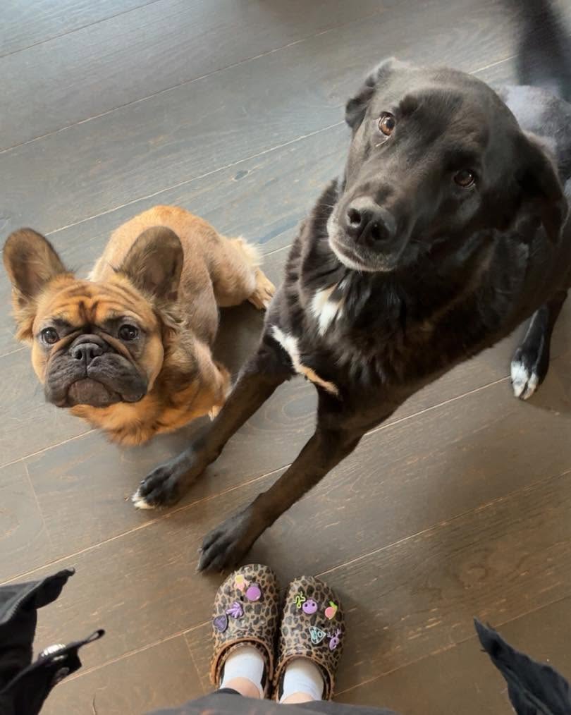 Happy pet on clean living room floor